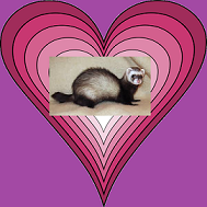 FERRET HEART