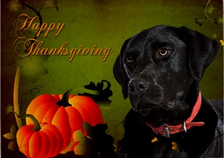 Thanksgiving Black Lab