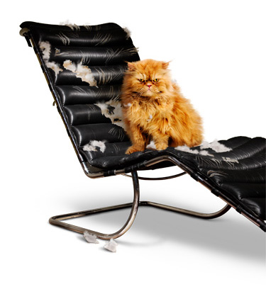 cat-chair
