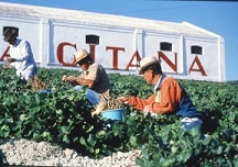 Vinagrafting300 BODEGAS HIDALGO